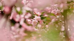 泰國(guó)試管嬰兒之旅：所需時(shí)間與全流程解析