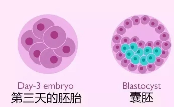 詳解試管嬰兒囊胚移植，成功率，著床時間與注意事項