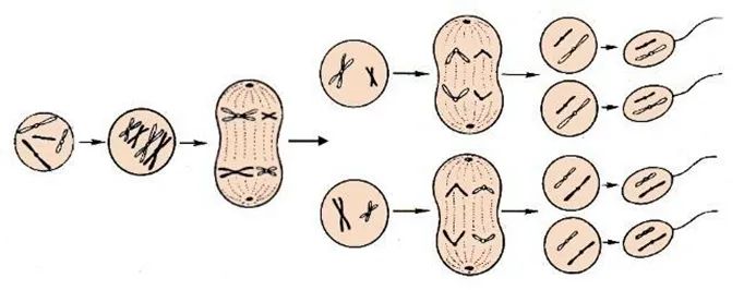 減數(shù)分裂過程出現(xiàn)錯誤