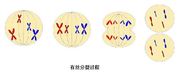 有絲分裂異常