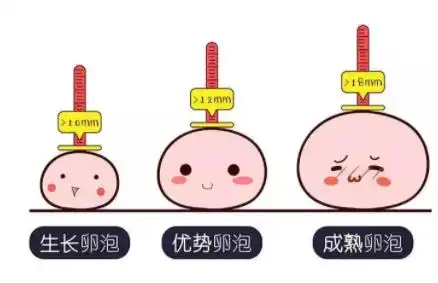 優(yōu)勢(shì)卵泡是好還是壞？只需要三點(diǎn)就可以判斷出來(lái)