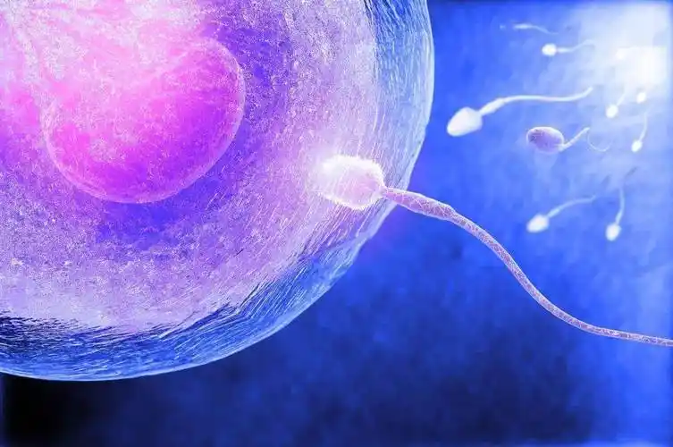 想生兒子男性要吃什么食物?這些小技巧不要錯過了